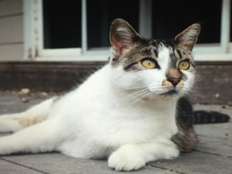 Medical Marijuana for Animals: A Call for Standards