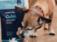 How to Find the Best CBD for Dogs