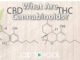 What are Cannabinoids? - CBD School