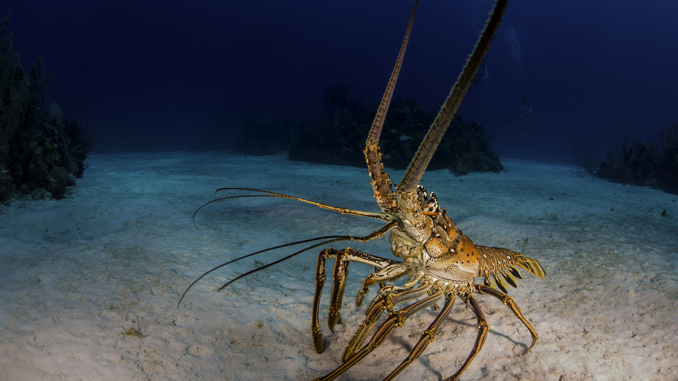 Unusual Animals Help Scientists Probe the ECS Unusual Animals Help Scientists Probe the ECS
