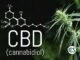 Cannabidiol Effects in the Body Explained