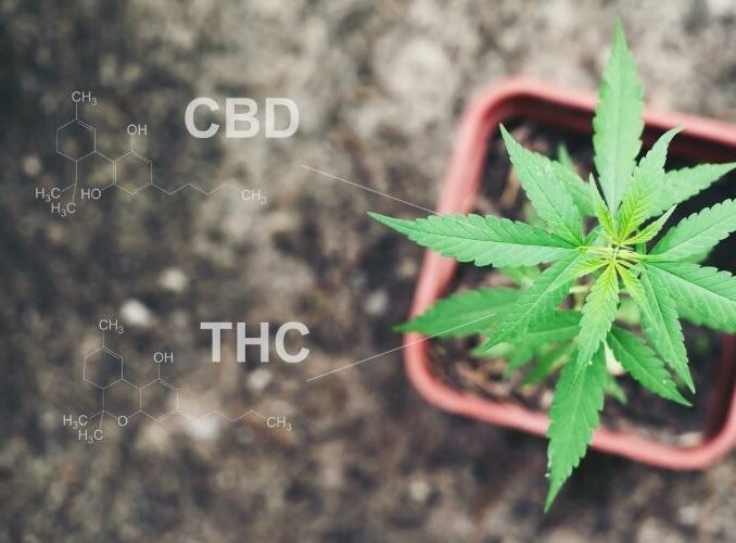 CBD Oil vs Medical Marijuana