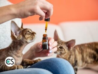 CBD for Cats: All You Need to Know