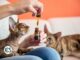 CBD for Cats: All You Need to Know