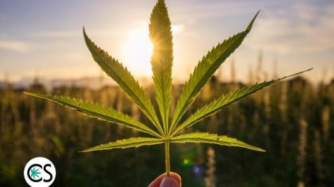 What is Industrial Hemp? How Is It Used? What is Industrial Hemp? How Is It Used?