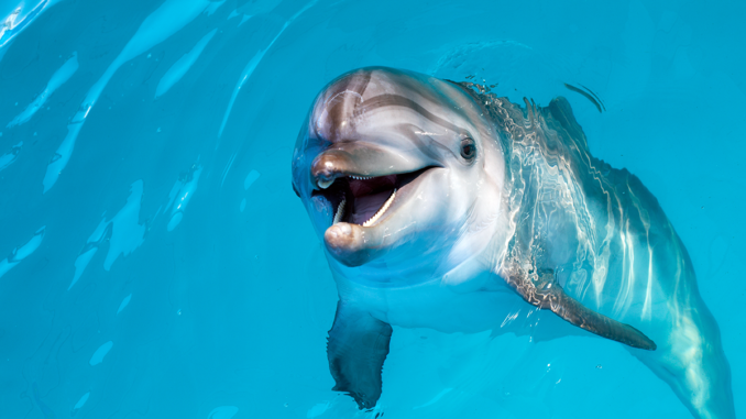 Dolphin Study Identifies Hitherto Unknown Endocannabinoid